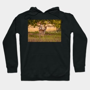 Fallow deer in autumn Hoodie